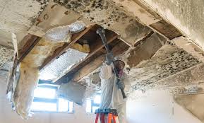 Reliable Oak Grove, VA Mold Removal & Remediation Solutions